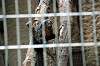 ueno_zoo_4485_mini.jpg