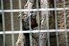 ueno_zoo_4486_mini.jpg