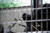 ueno_zoo_4488_mini.jpg