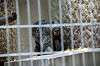 ueno_zoo_4493_mini.jpg