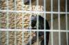 ueno_zoo_4494_mini.jpg