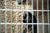 ueno_zoo_4496_mini.jpg