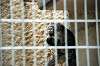 ueno_zoo_4497_mini.jpg