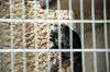 ueno_zoo_4499_mini.jpg
