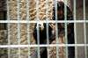 ueno_zoo_4502_mini.jpg