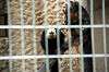 ueno_zoo_4503_mini.jpg