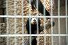 ueno_zoo_4504_mini.jpg
