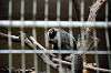 ueno_zoo_4505_mini.jpg