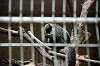 ueno_zoo_4506_mini.jpg