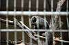 ueno_zoo_4507_mini.jpg