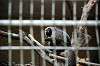 ueno_zoo_4508_mini.jpg