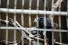 ueno_zoo_4510_mini.jpg