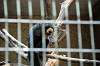 ueno_zoo_4511_mini.jpg