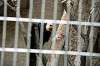 ueno_zoo_4514_mini.jpg