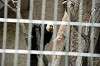 ueno_zoo_4515_mini.jpg