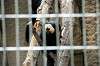 ueno_zoo_4518_mini.jpg