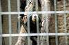 ueno_zoo_4521_mini.jpg