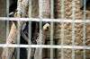 ueno_zoo_4522_mini.jpg