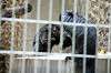 ueno_zoo_4526_mini.jpg