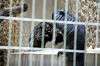 ueno_zoo_4527_mini.jpg