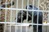 ueno_zoo_4528_mini.jpg