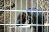 ueno_zoo_4529_mini.jpg