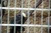 ueno_zoo_4534_mini.jpg