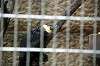 ueno_zoo_4535_mini.jpg