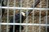 ueno_zoo_4536_mini.jpg