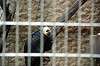 ueno_zoo_4537_mini.jpg