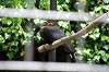 ueno_zoo_4538_mini.jpg