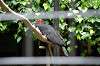 ueno_zoo_4541_mini.jpg