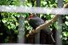 ueno_zoo_4542_mini.jpg