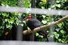 ueno_zoo_4543_mini.jpg