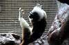 ueno_zoo_4544_mini.jpg