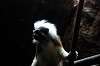 ueno_zoo_4546_mini.jpg