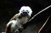ueno_zoo_4548_mini.jpg