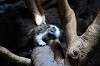 ueno_zoo_4549_mini.jpg