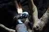 ueno_zoo_4551_mini.jpg