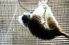 ueno_zoo_4553_mini.jpg