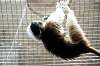 ueno_zoo_4554_mini.jpg