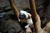 ueno_zoo_4556_mini.jpg