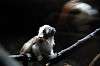 ueno_zoo_4557_mini.jpg