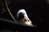 ueno_zoo_4558_mini.jpg