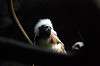 ueno_zoo_4559_mini.jpg