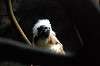 ueno_zoo_4560_mini.jpg