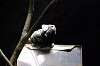 ueno_zoo_4561_mini.jpg