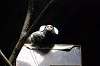 ueno_zoo_4562_mini.jpg