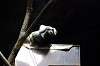 ueno_zoo_4564_mini.jpg