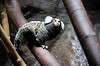 ueno_zoo_4566_mini.jpg